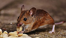 24 Hour & Emergency Exterminators in Eure, NC